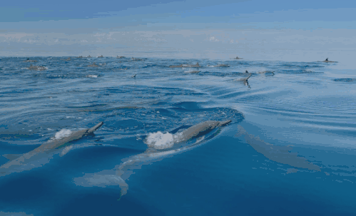 soogif1.gif