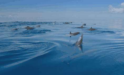 soogif3.gif