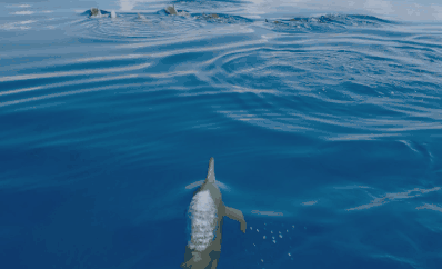 soogif2.gif
