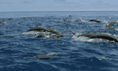 soogif5.gif