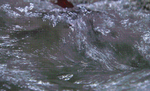 soogif6.gif