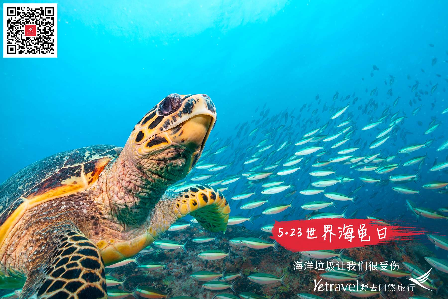 世界海龟日海报6.jpg