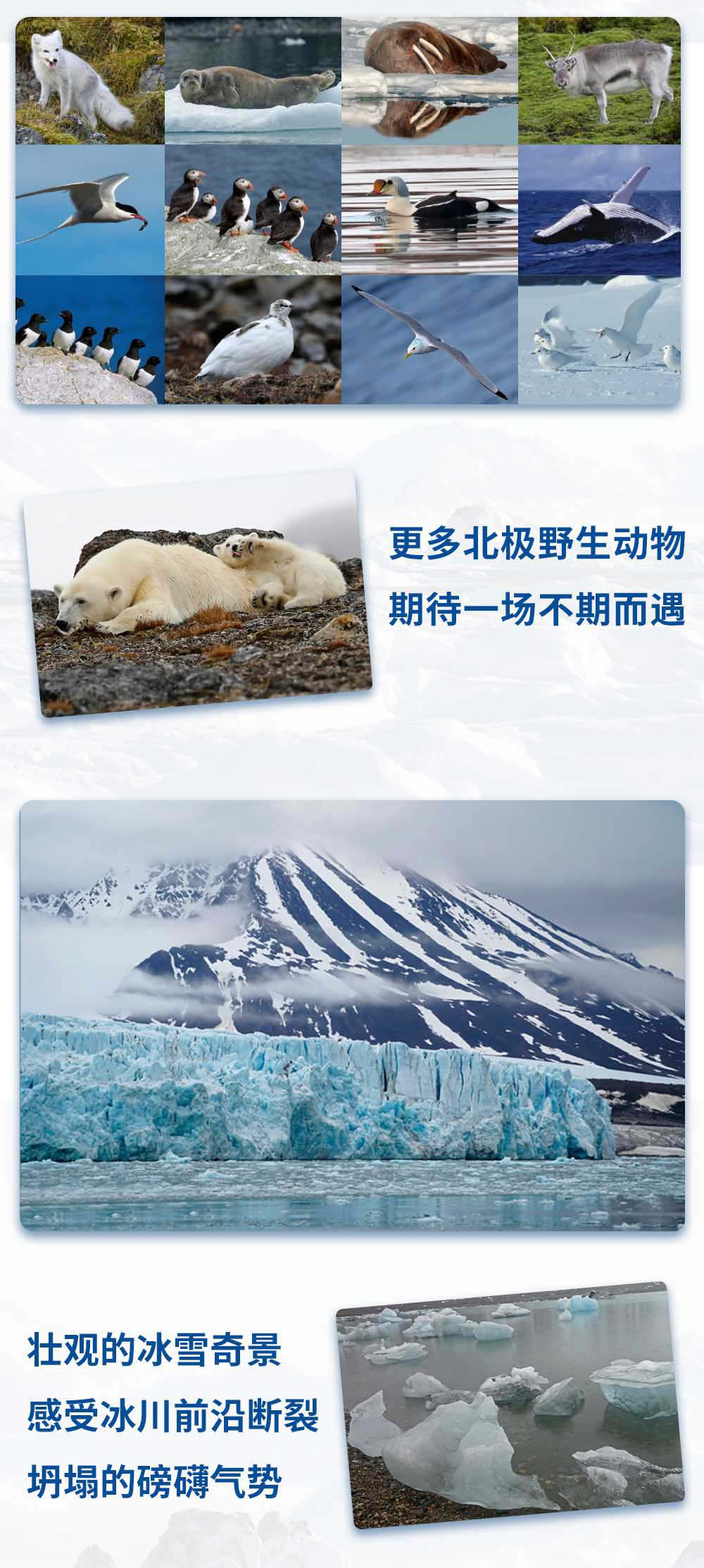 1562142327591426.jpg 6春季北极.jpg