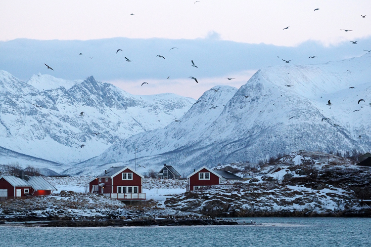 挪威北部峡湾冬季观鲸观北极光 (8).jpg