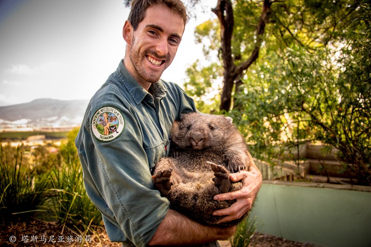 Wombat (Vombatus ursinus) - Bonorong Wildlife Park.jpg