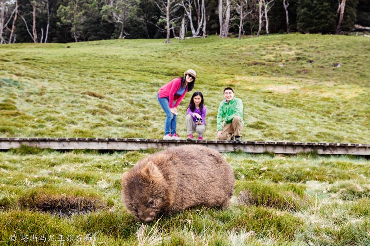 Wombat & people.jpg