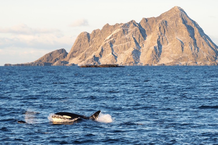 挪威北部峡湾冬季观鲸观北极光 (5).jpg