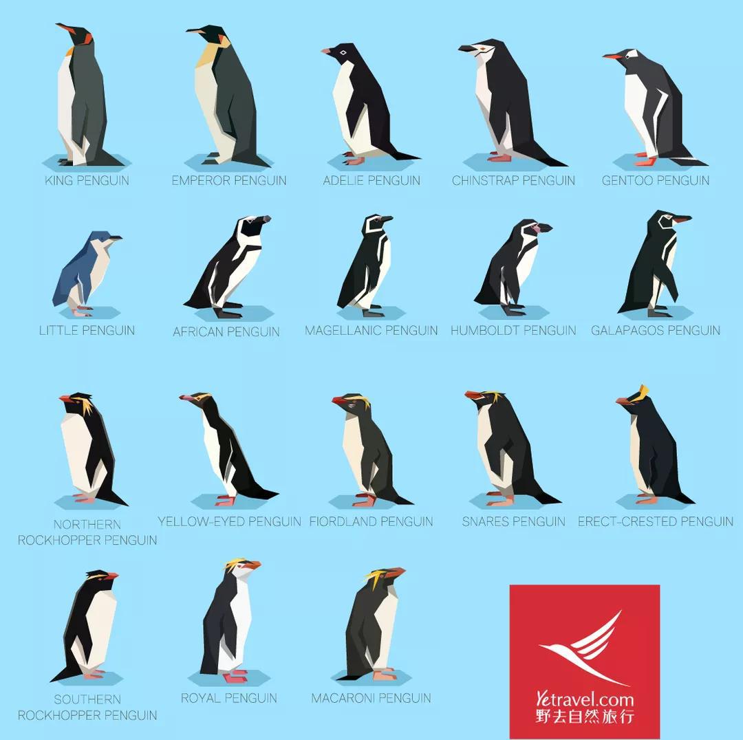 网页制作大宝库动物图片素材之企鹅素材图片30