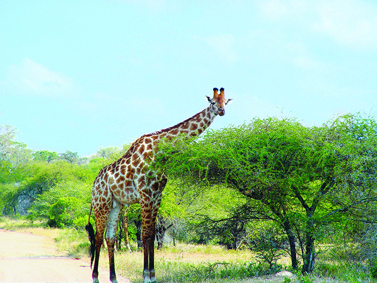 Botswana_Giraffe.jpg