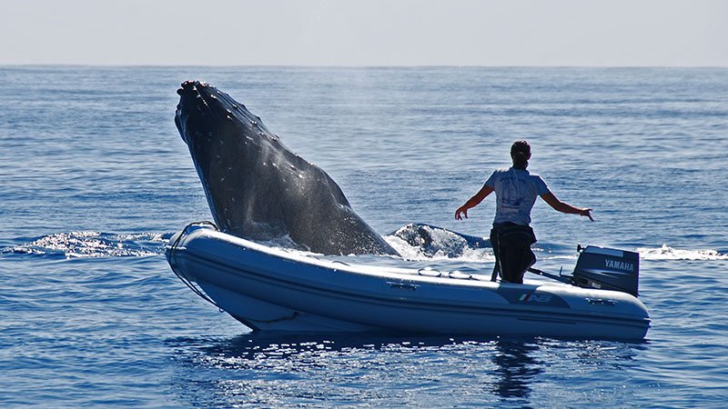 close-encounter-with-a-humpback-whale-tonga_tg_512.jpg