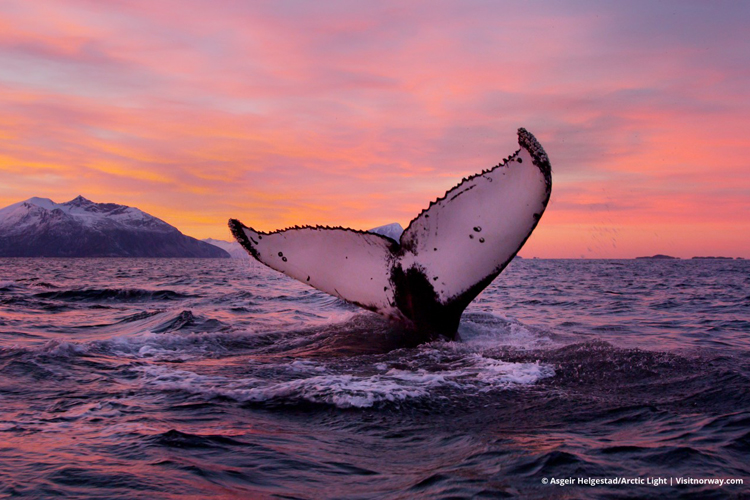 挪威北部峡湾冬季观鲸观北极光 （13）.jpg