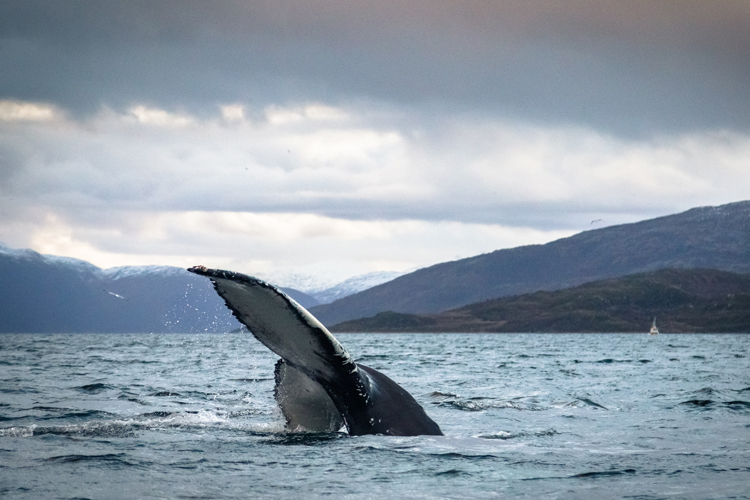 挪威北部峡湾冬季观鲸观北极光 (19).jpg
